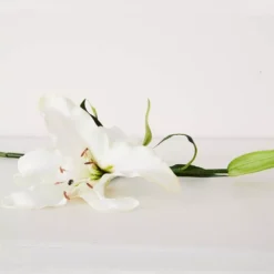 Lily Stem -Home Style 1117254613 C