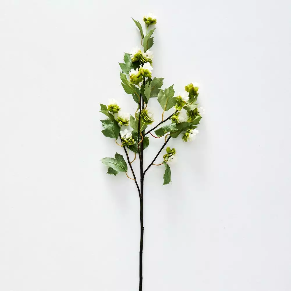 Humulus Stem 1 Humulus Stem