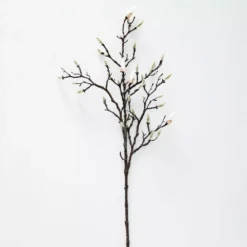Magnolia Stem