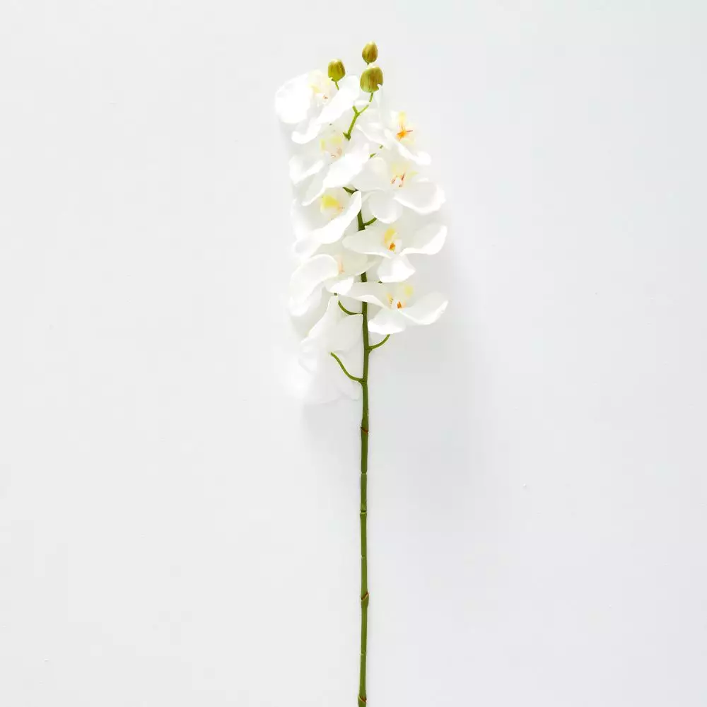 Orchid Stem 1 Orchid Stem