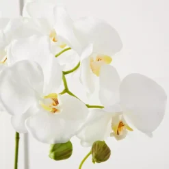 Orchid Stem 7 Orchid Stem -Home Style 1117256710 t