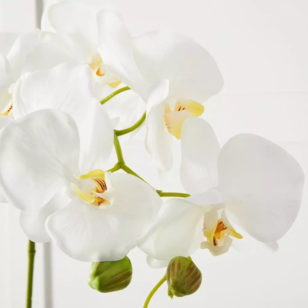 Orchid Stem 4 Orchid Stem - Image 4