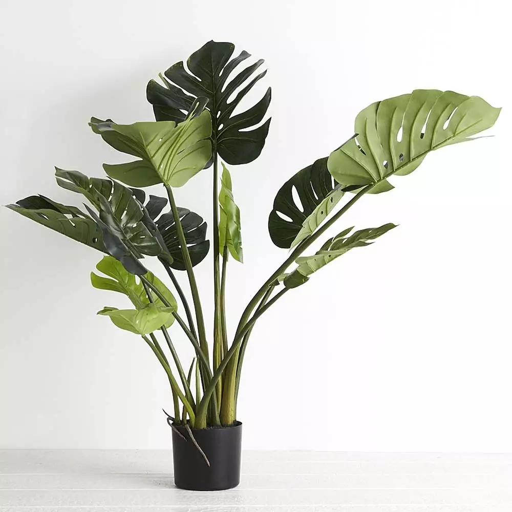 Potted Monsteria 2 Potted Monsteria - Image 2