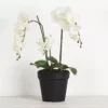 Potted Orchid Phalaenopsis