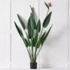 Bird Of Paradise Plant