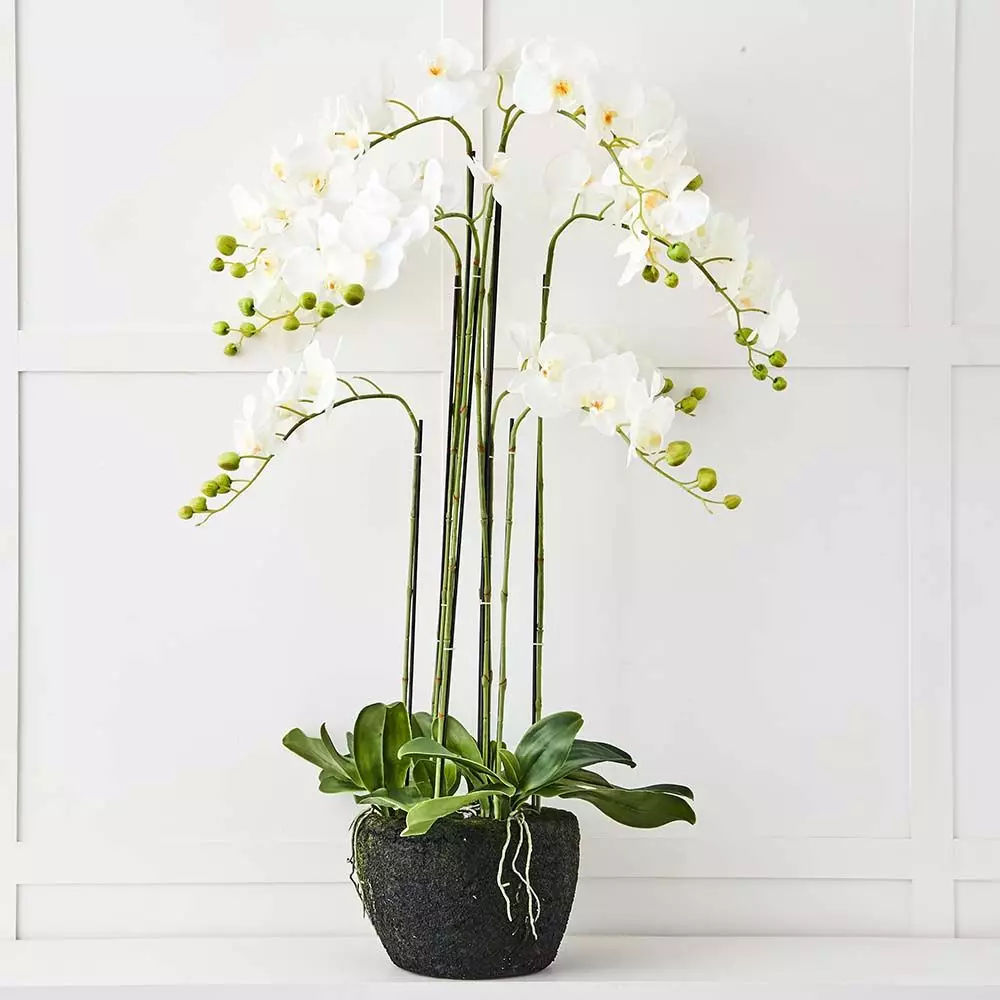 Blume 9 Stem Orchid 1 Blume 9 Stem Orchid