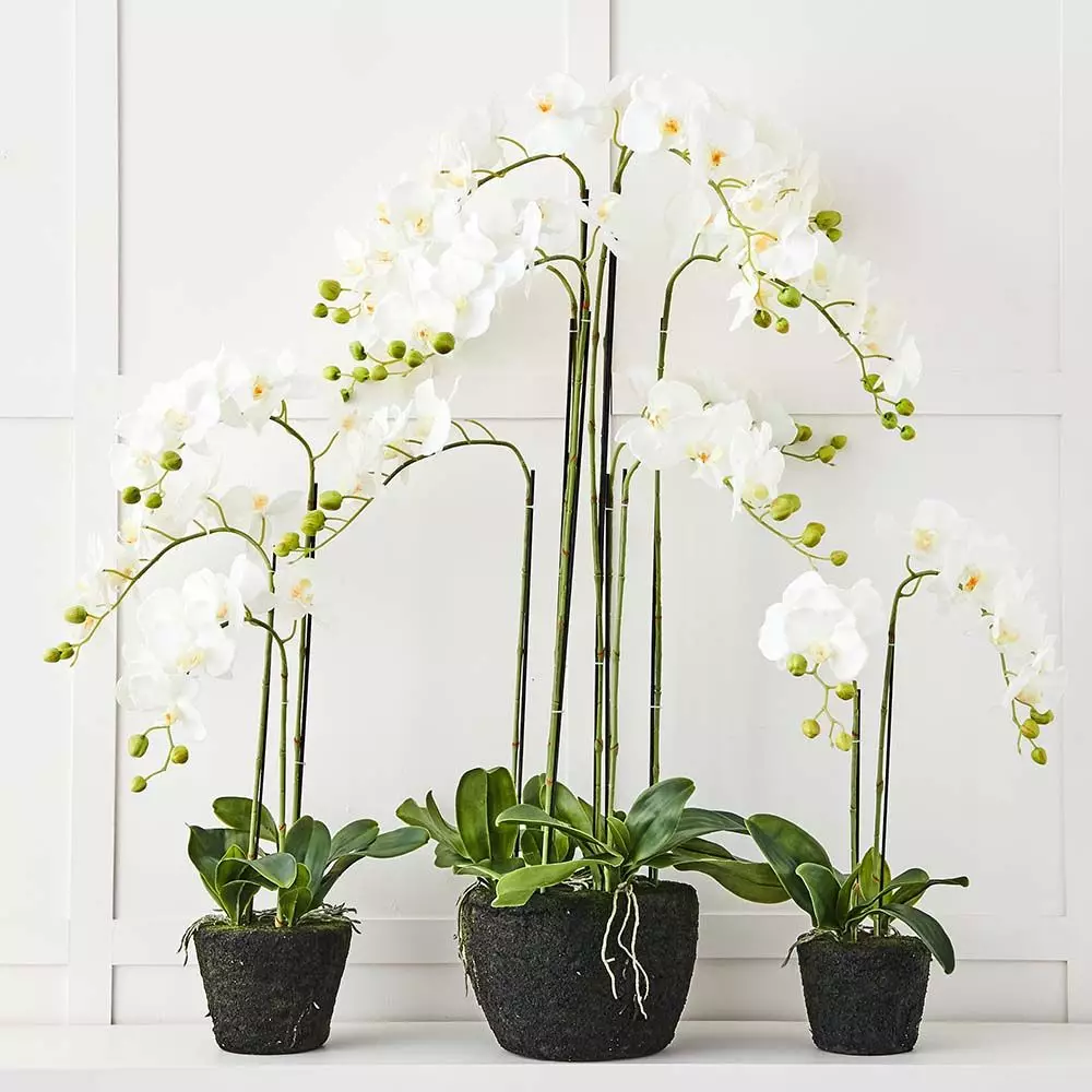 Blume 9 Stem Orchid 2 Blume 9 Stem Orchid - Image 2