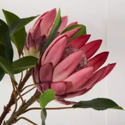 Protea Flower -Home Style 1117259914 B