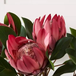 Protea Flower -Home Style 1117259914 C