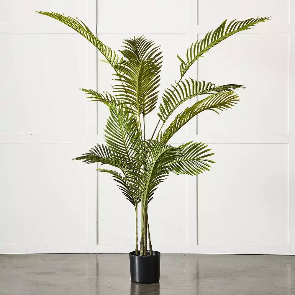 Potted Areca Palm Plant 1 Potted Areca Palm Plant