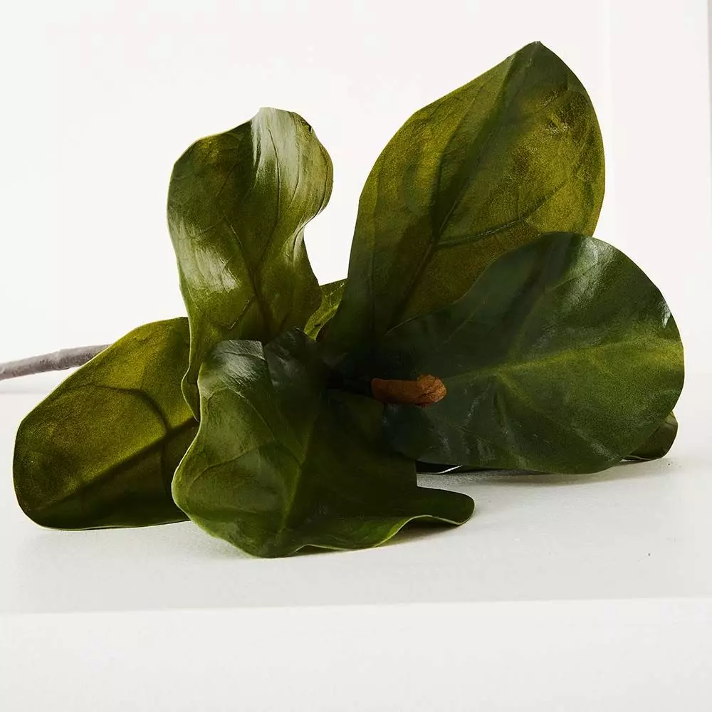 Fig Leaf Stem 5 Fig Leaf Stem - Image 5