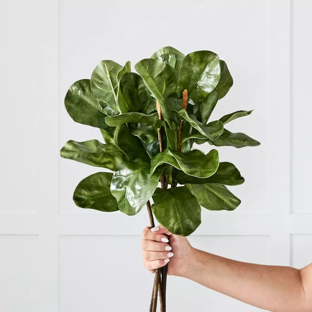 Fig Leaf Stem 2 Fig Leaf Stem - Image 2