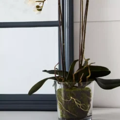 Martinique Mirror -Home Style 1117260824 c