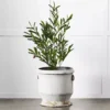 Gruyere Flowerpot L