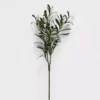 Olive Stem