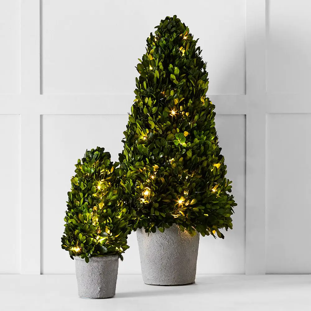 Boxwood Fairy Light Tree 34cm 3 Boxwood Fairy Light Tree 34cm - Image 3